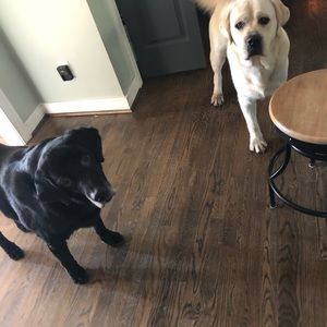 Meet your Posher, Lori